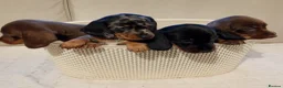 Miniature Dachshund dogs for sale: 💜 miniature dachshunds 💝 in Preston - Advert 3