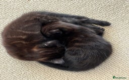 Bombay cats for sale: Black kittens for sale  - Image 2