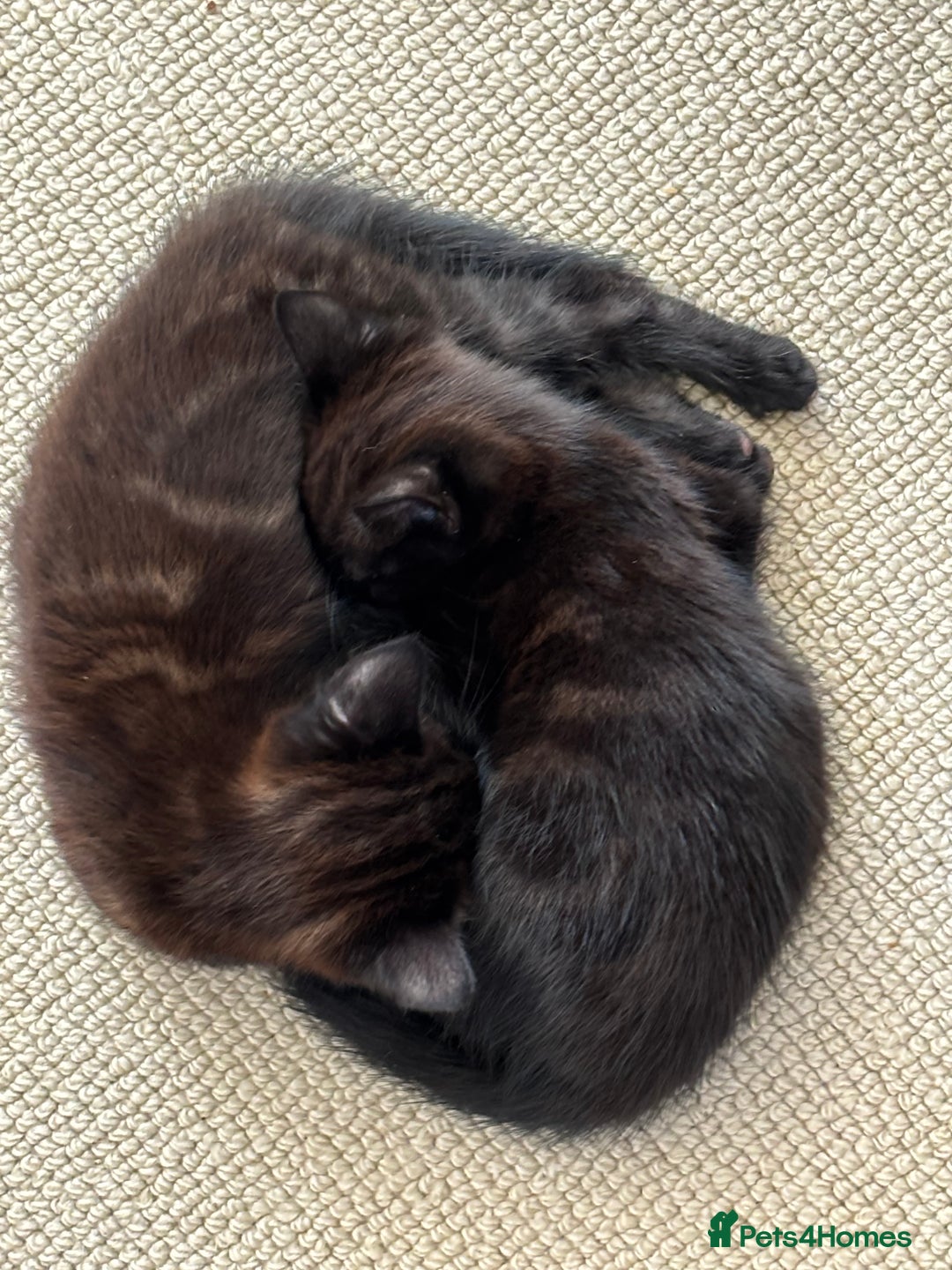 Bombay cats for sale: Black kittens for sale  - Image 2