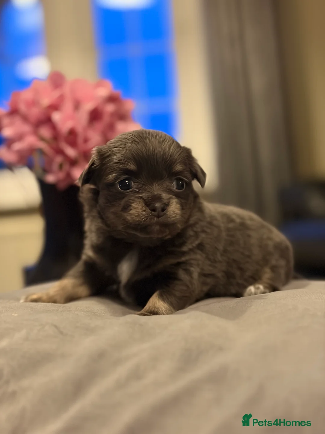 Chihuahua dogs for sale: Beautiful chihuahua puppies in Leatherhead - Advert 14