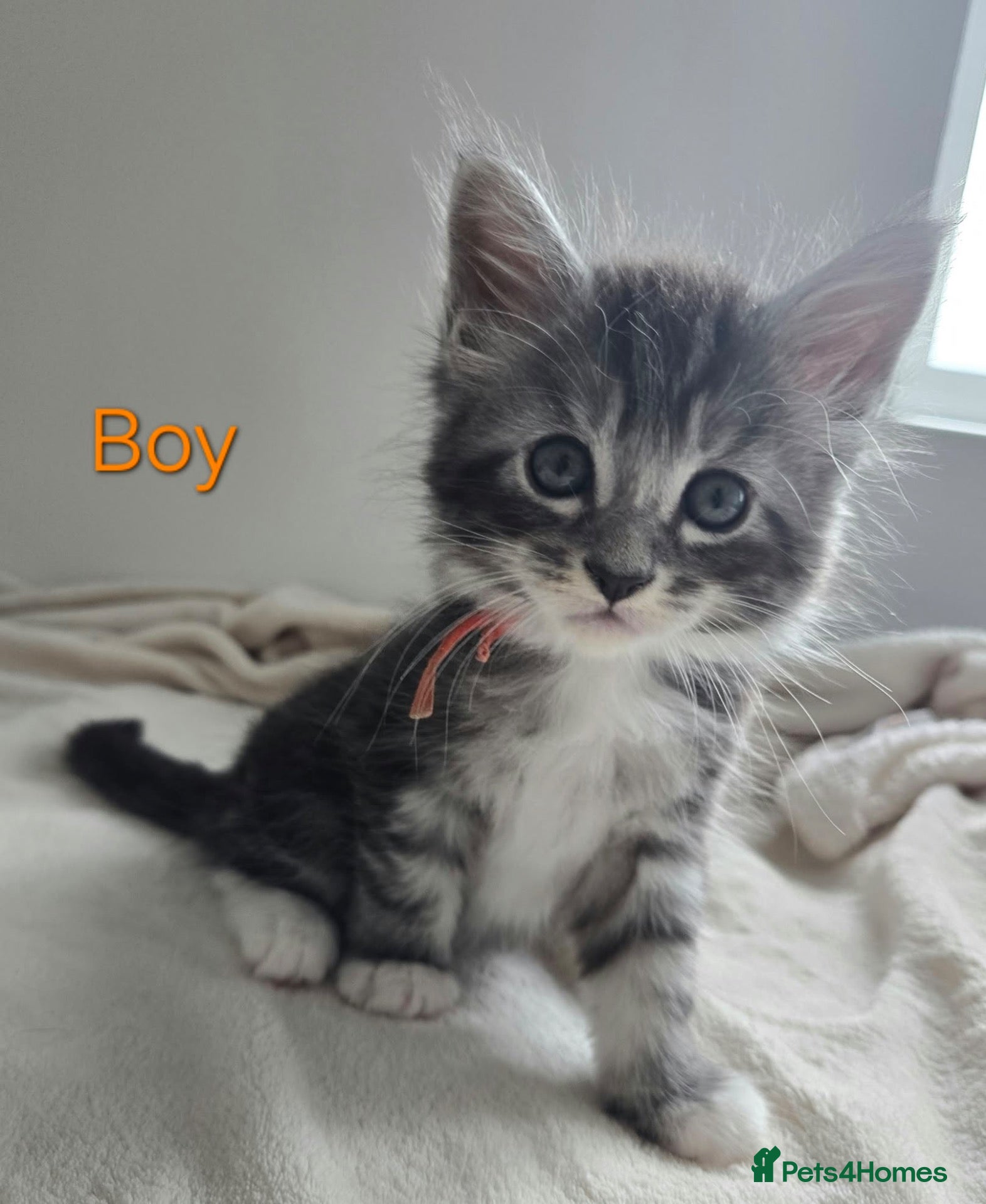 Maine Coon cats 7 Gorgeous Maine Coon kittens. - Advert 1