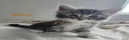 Maine Coon cats for sale: 7 Gorgeous Maine Coon kittens. - Advert 1