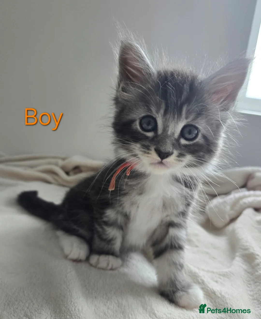 Maine Coon cats for sale: 7 Gorgeous Maine Coon kittens. - Advert 1