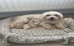 Maltipoo dogs for sale: Maltipoo puppies  - Image 11