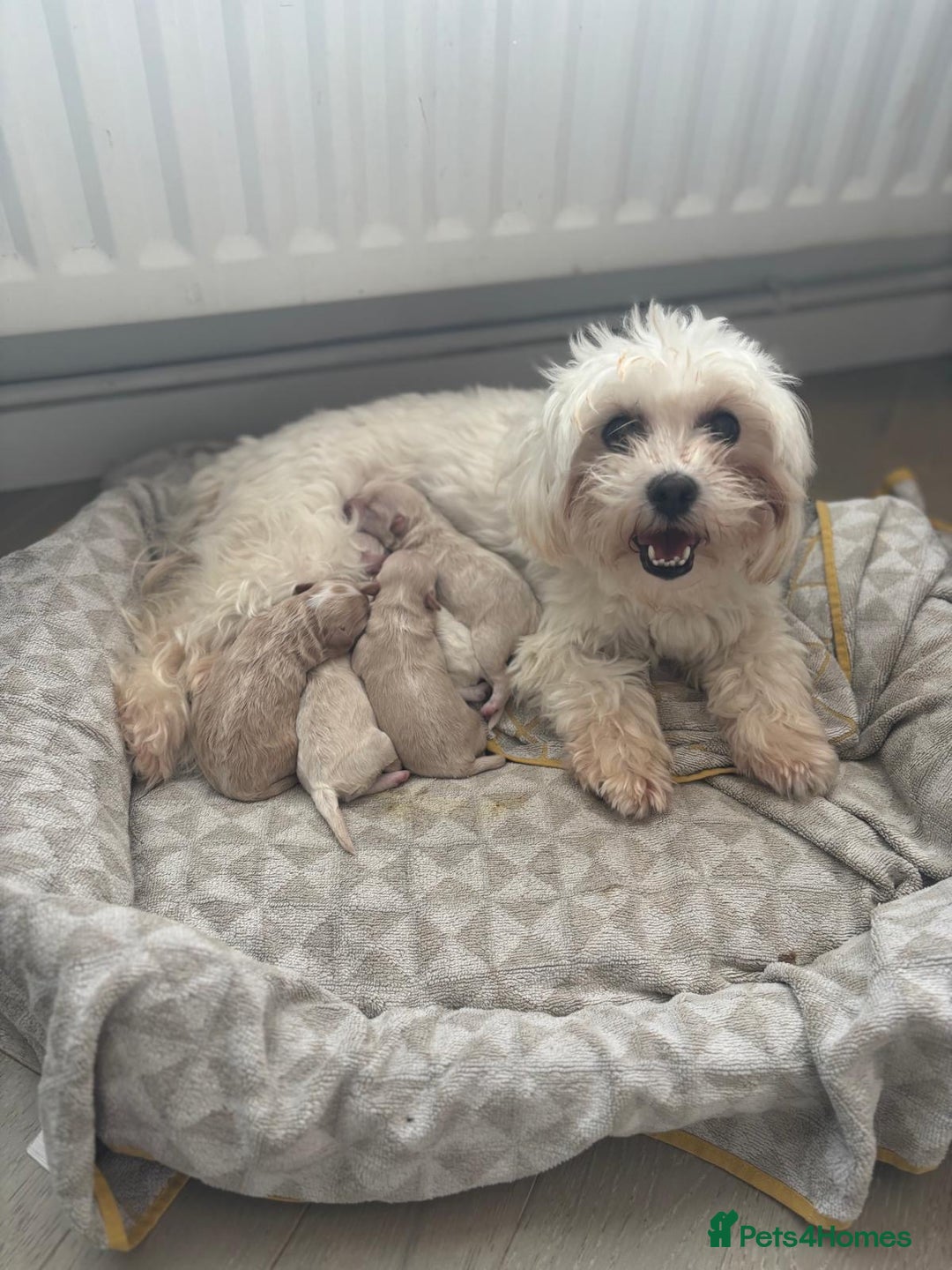 Maltipoo dogs for sale: Maltipoo puppies  - Image 11