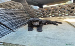 Maltipoo dogs for sale: Maltipoo puppies ready now  - Image 29