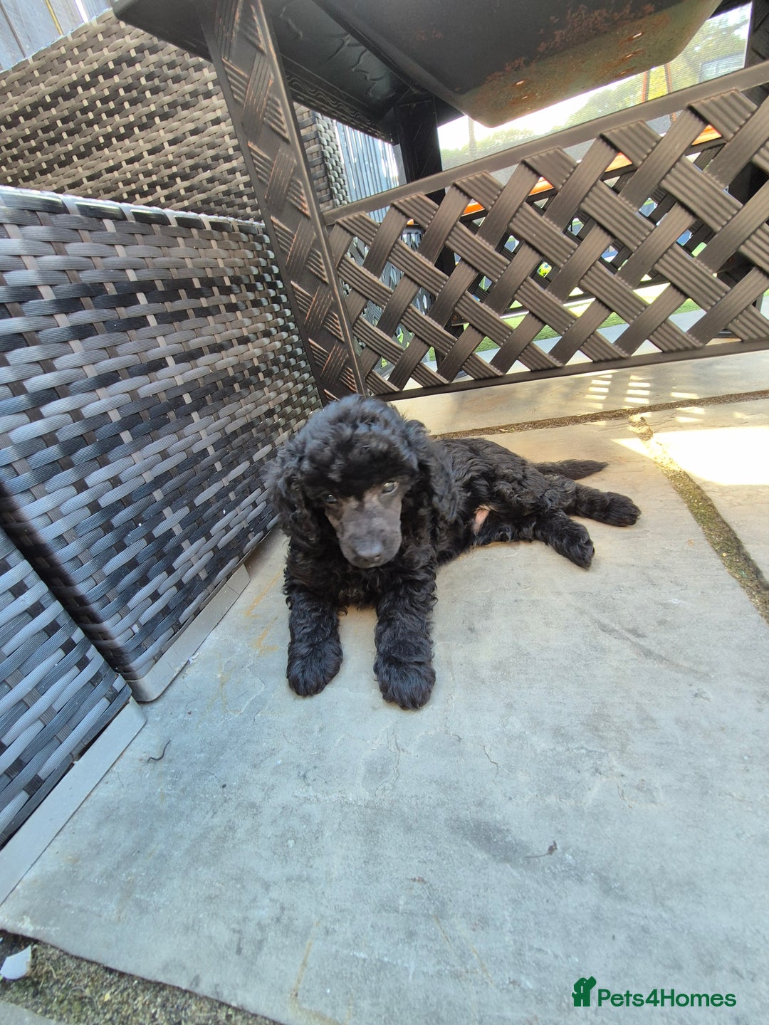 Maltipoo dogs for sale: Maltipoo puppies ready now  - Image 29