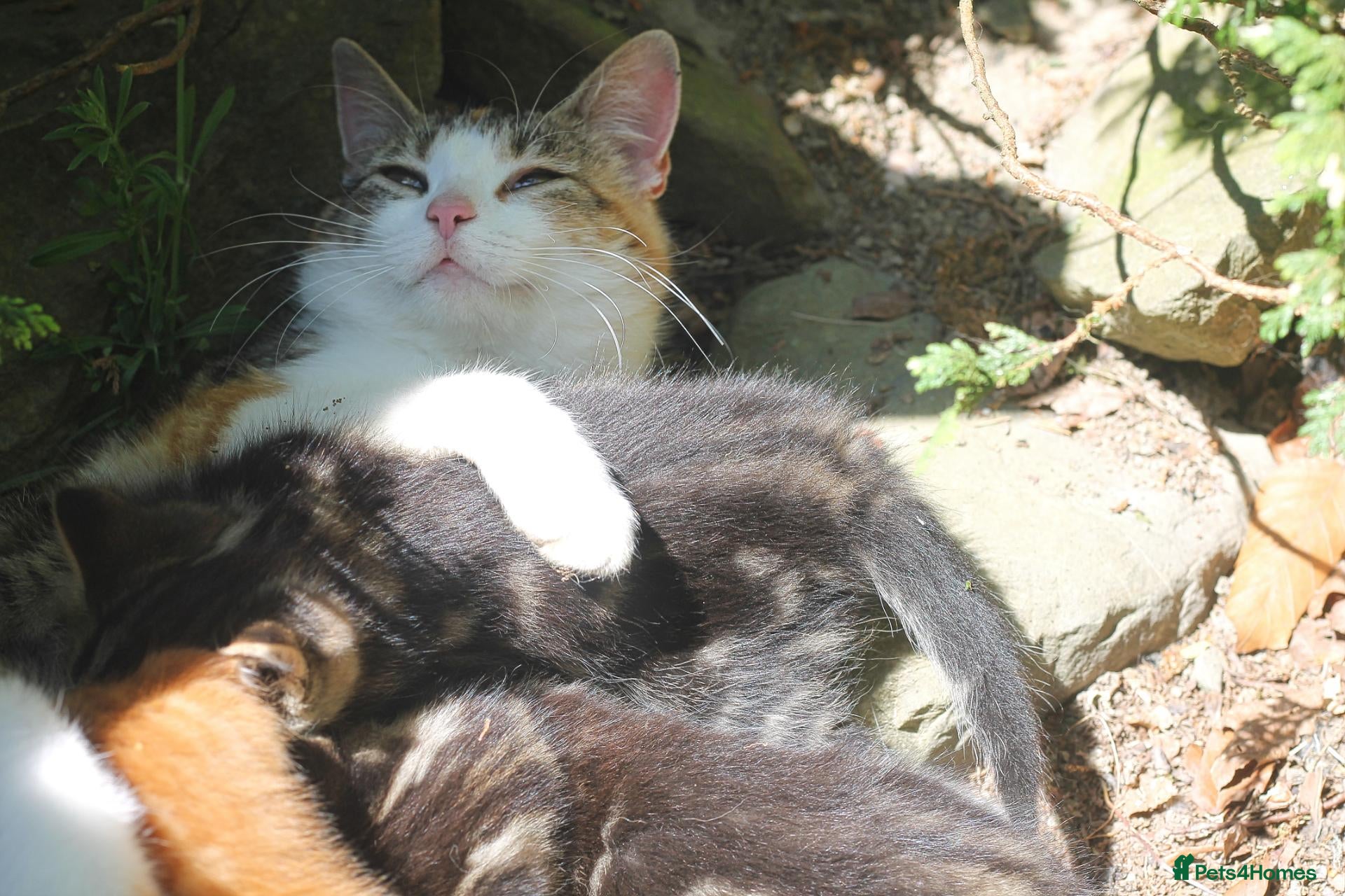 Mixed Breed cats for sale: Lovable little Moggy - Advert 4