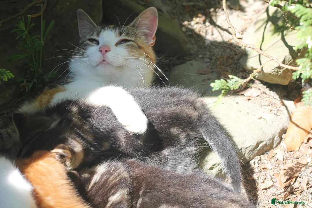 Mixed Breed cats for sale: Lovable little Moggy - Advert 1