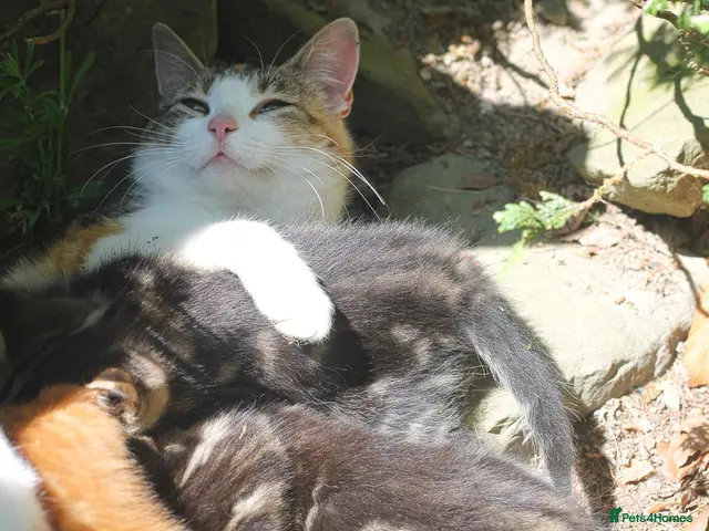 Mixed Breed cats for sale: Lovable little Moggy - Advert 4