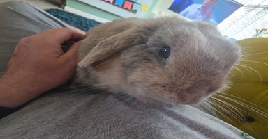 Mini Lion Lop rabbits - Advert 7