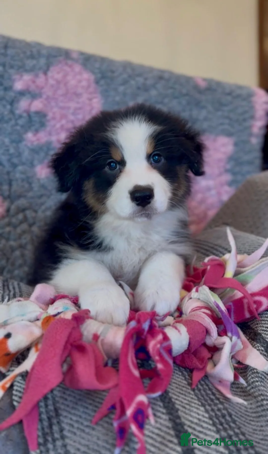 Australian Shepherd dogs for sale: Australian Shepherds  - Advert 2