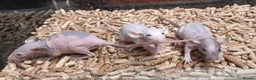 Rat rodents for sale: Baby Naked Dumbo Rat's - Advert 4