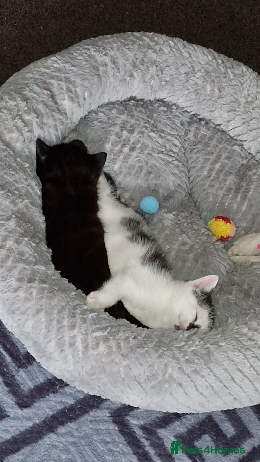 Mixed Breed cats for sale: Beautiful kittens ready to be sold together - Advert 9