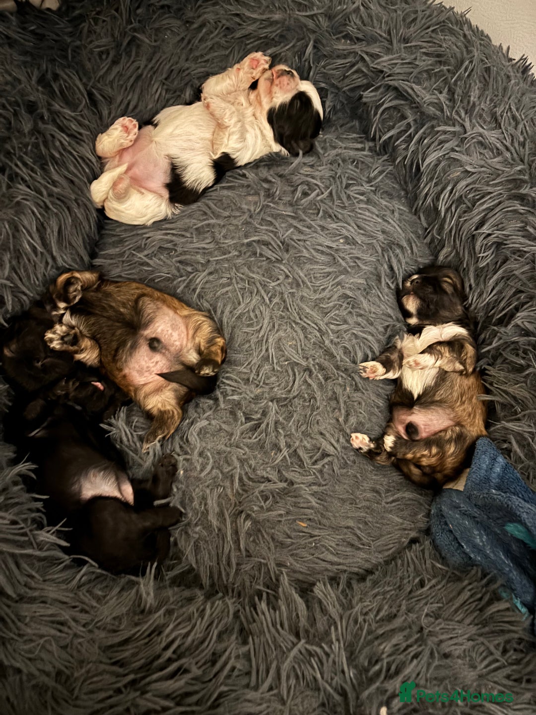 Shih Tzu dogs for sale: 💖 Imperial Shih Tzu Puppies 2 boys and 2 girls - Advert 3