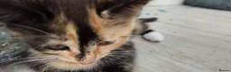 Mixed Breed cats for sale: 🐱 3 Beautiful Friendly Tabby Kittens in Milton Keynes - Advert 11