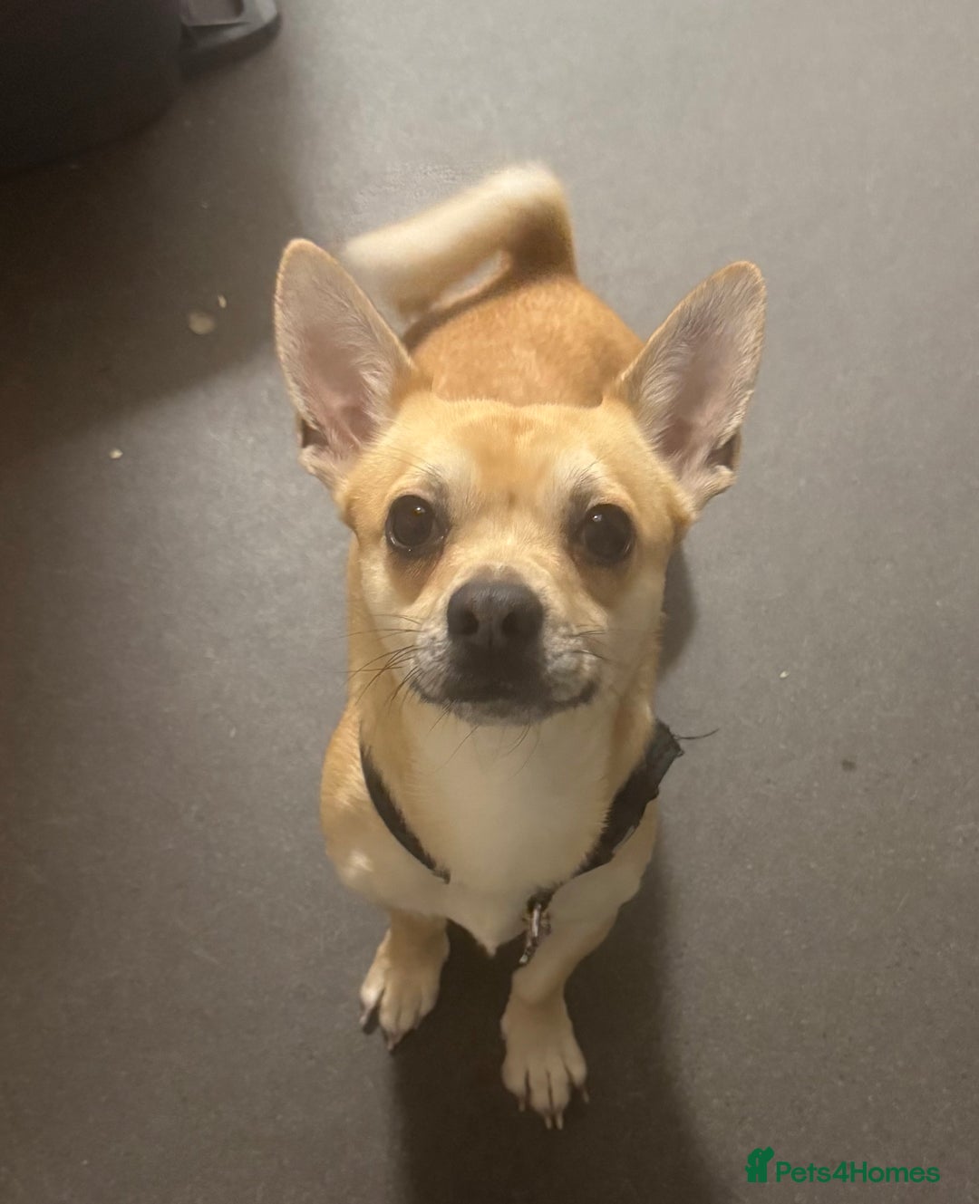 Chihuahua dogs for sale: Male Chihuahua - Advert 1