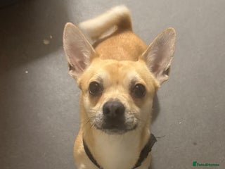 Chihuahua dogs Male Chihuahua - Advert 1