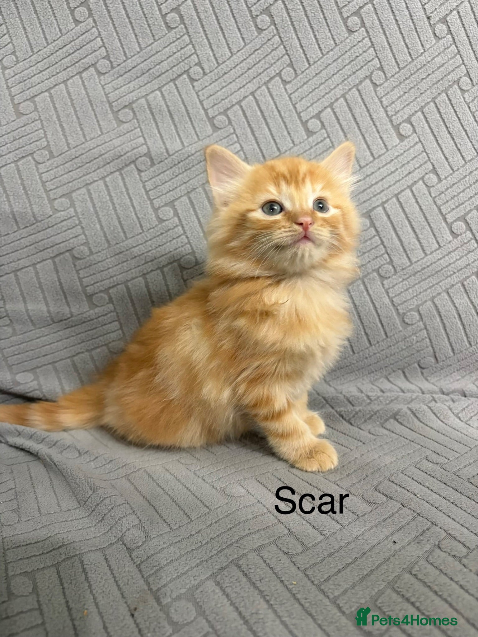 Mixed Breed cats fluffy kittens looking for their forever home  - Advert 13