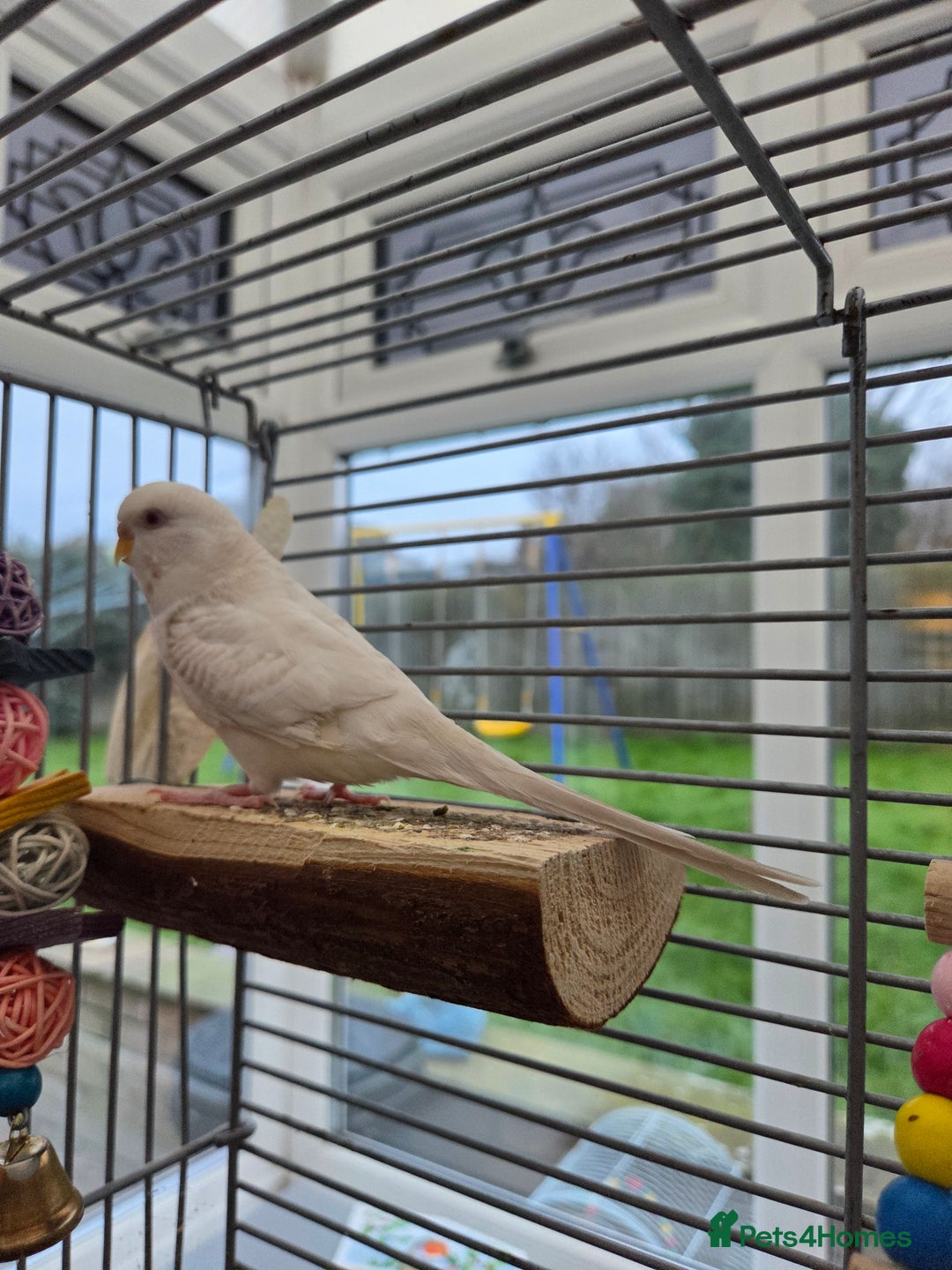 Budgerigars birds for sale: Pair of budgies - Advert 3