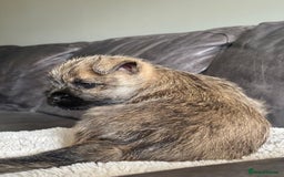 Cairn Terrier dogs for sale: Quality Cairn male pup available 8th August - Image 4