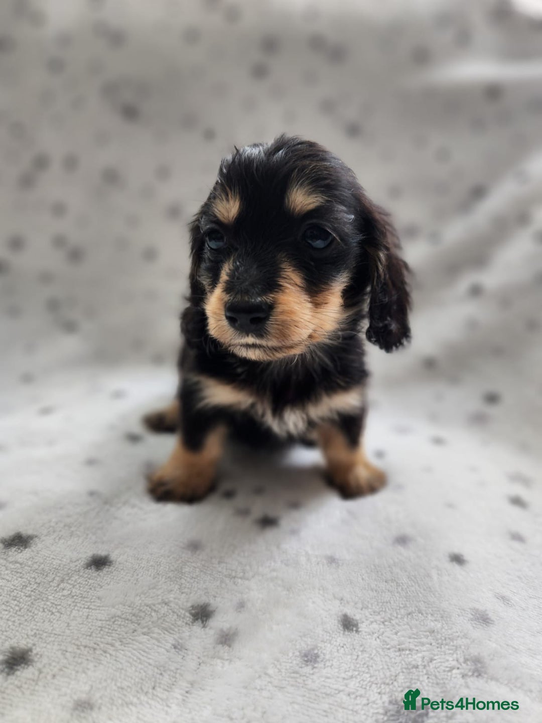 Miniature Dachshund dogs for sale: Kc Registered Long Haired Miniature Dachshunds - Advert 8