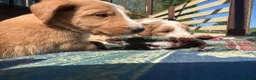 Bordoodle dogs for sale: Amazing collie-poos - Advert 6