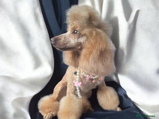 Toy Poodle dogs PURE TOY POODLES - Advert 5