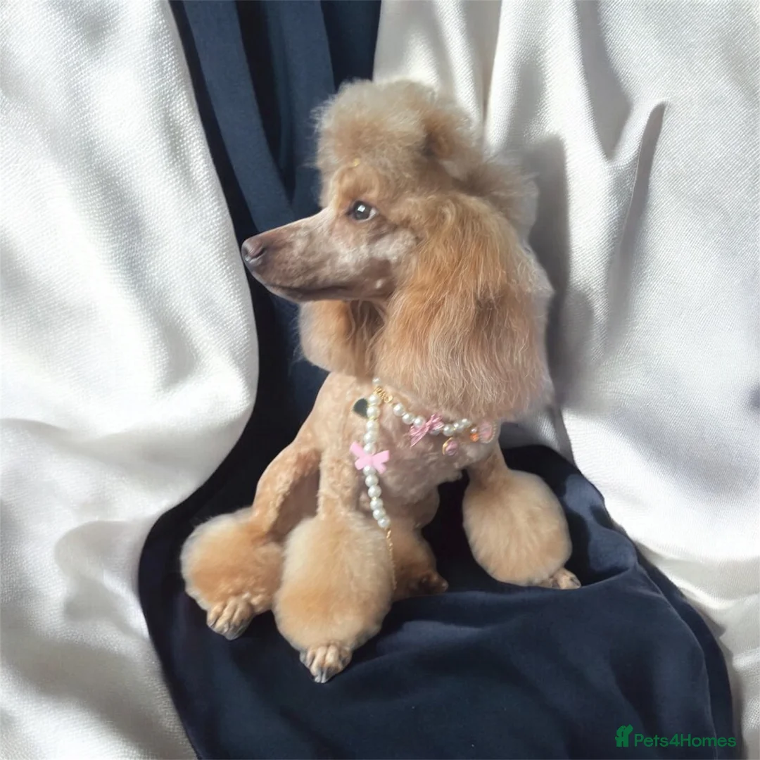 Toy Poodle dogs for sale: PURE TOY POODLES - Advert 1