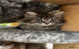 Ragcoon cats for sale: Beautiful ragcoon kittens - Image 1