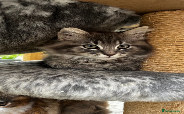 Ragcoon cats - Advert 1