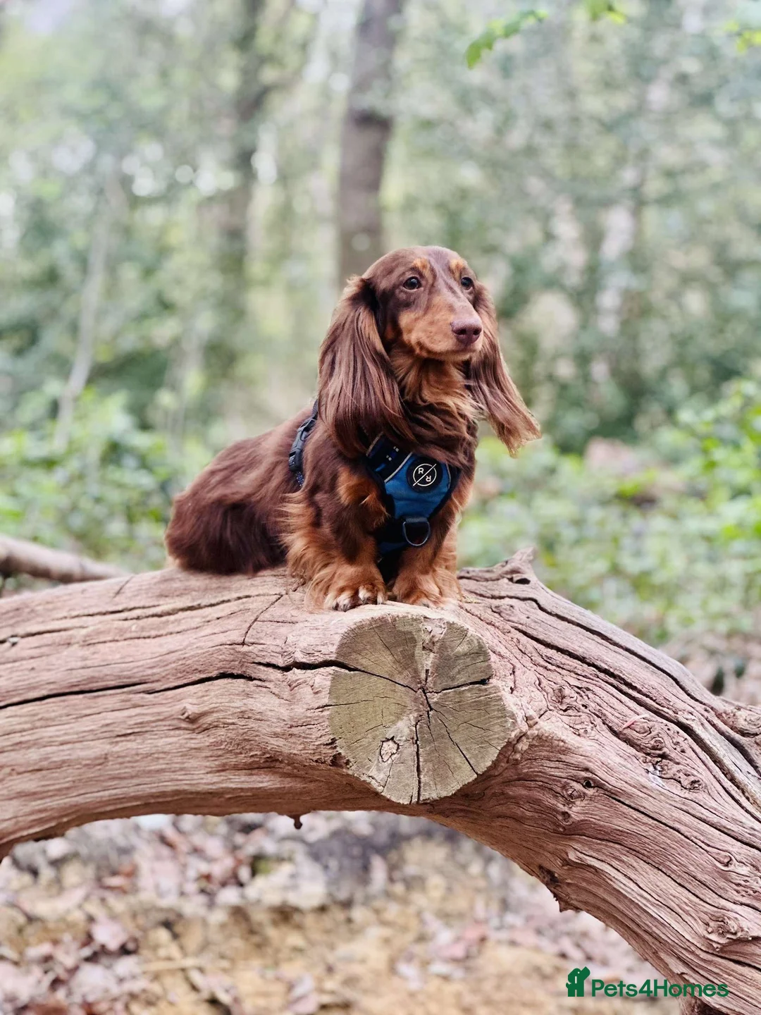 Dachshund dogs for stud: Long haired dachshund stud boys  in Leeds - Advert 3