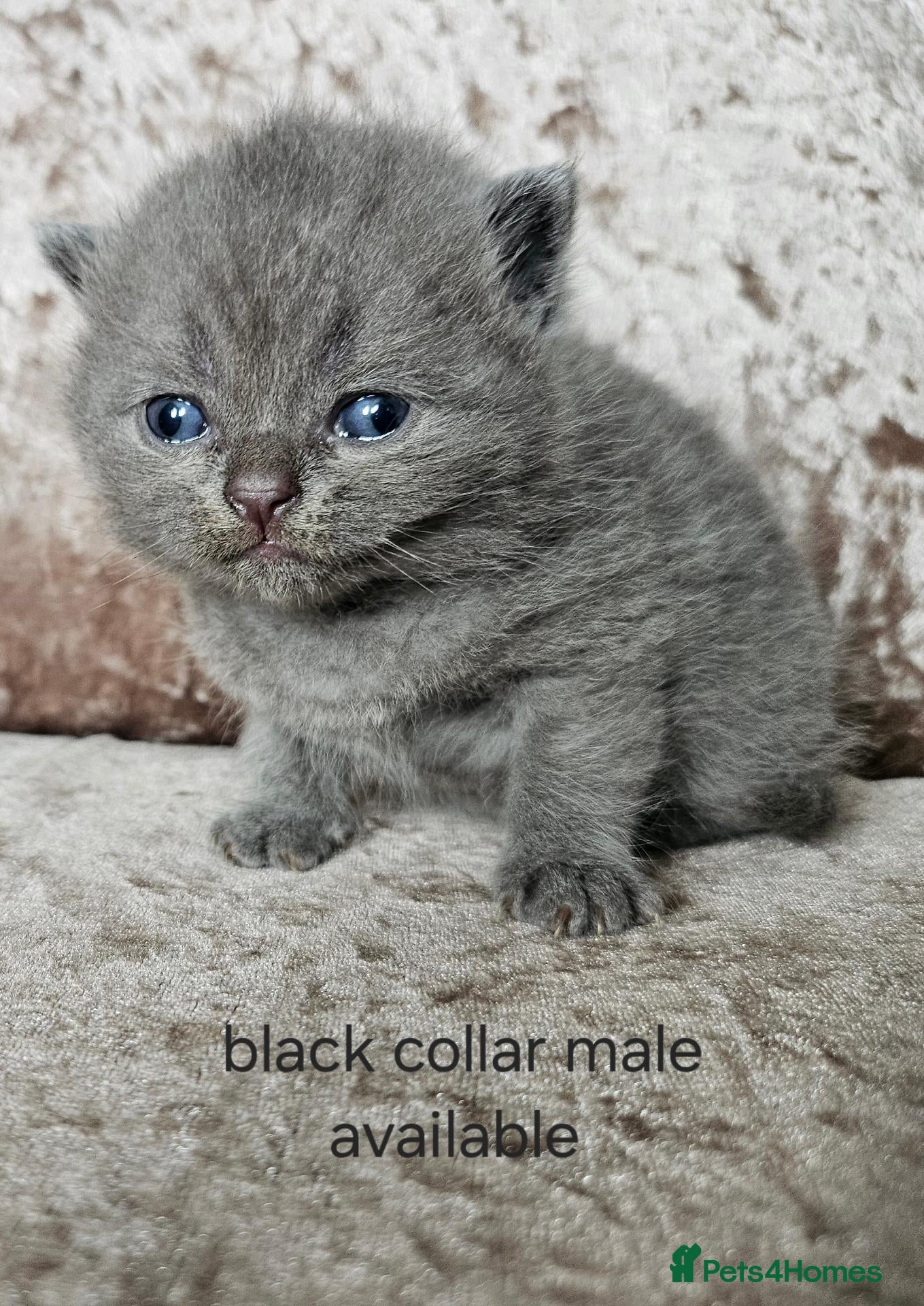 British Shorthair cats British shorthair kittens  - Advert 2