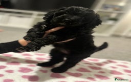 Cavapoo dogs for sale: BEAUTIFUL Toy Cavapoos! - Image 32