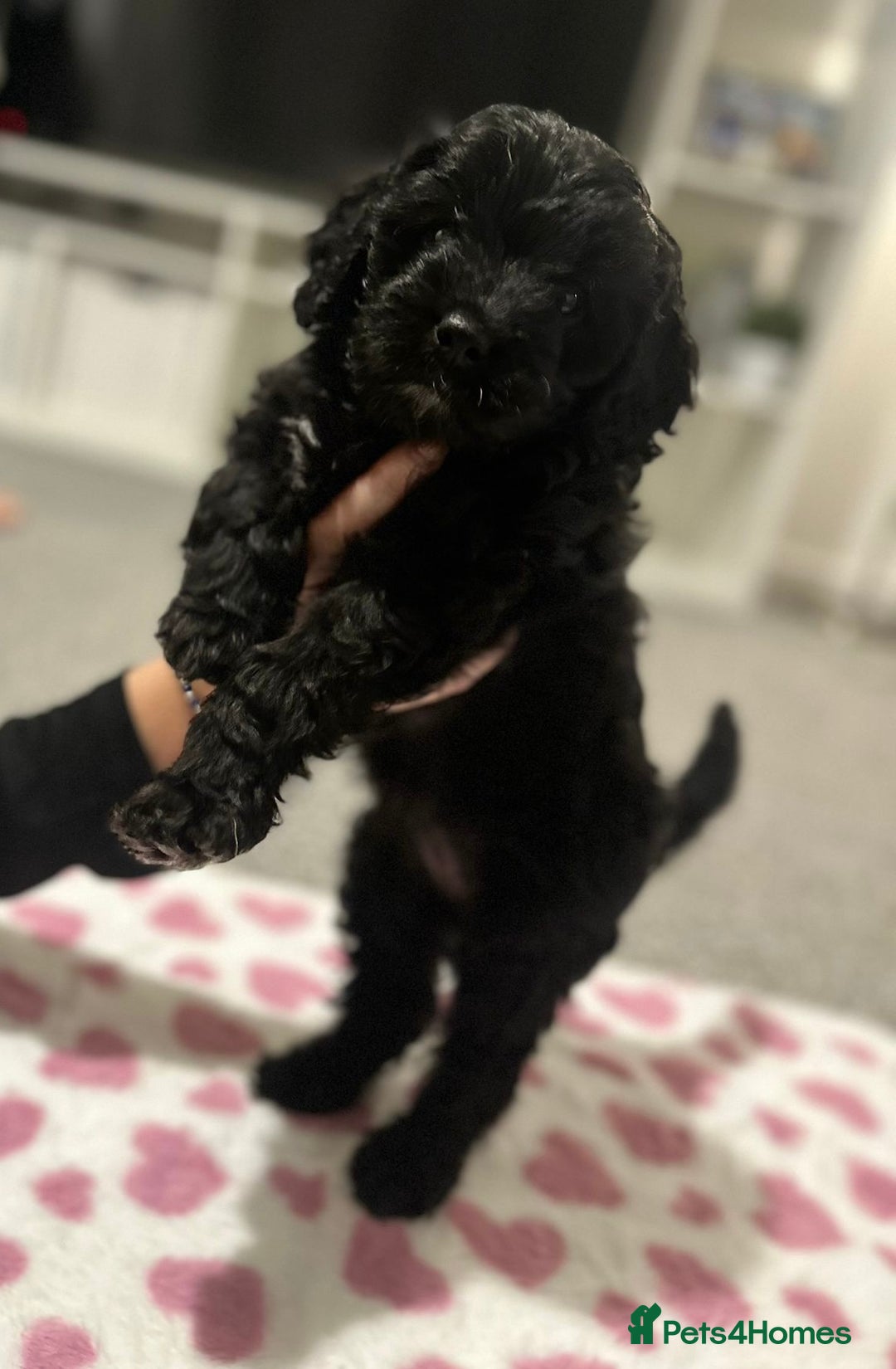 Cavapoo dogs for sale: BEAUTIFUL Toy Cavapoos! - Image 32