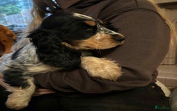 Cocker Spaniel dogs for sale: Stunning KC Show Cocker Spaniels - Image 4