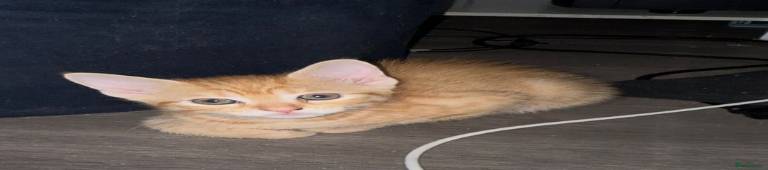 Ginger