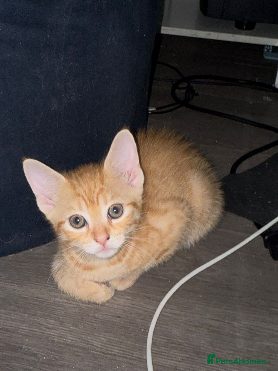 Mixed Breed cats for sale: STUNNING Russian Blue X Kitten READY TO GO - Image 7