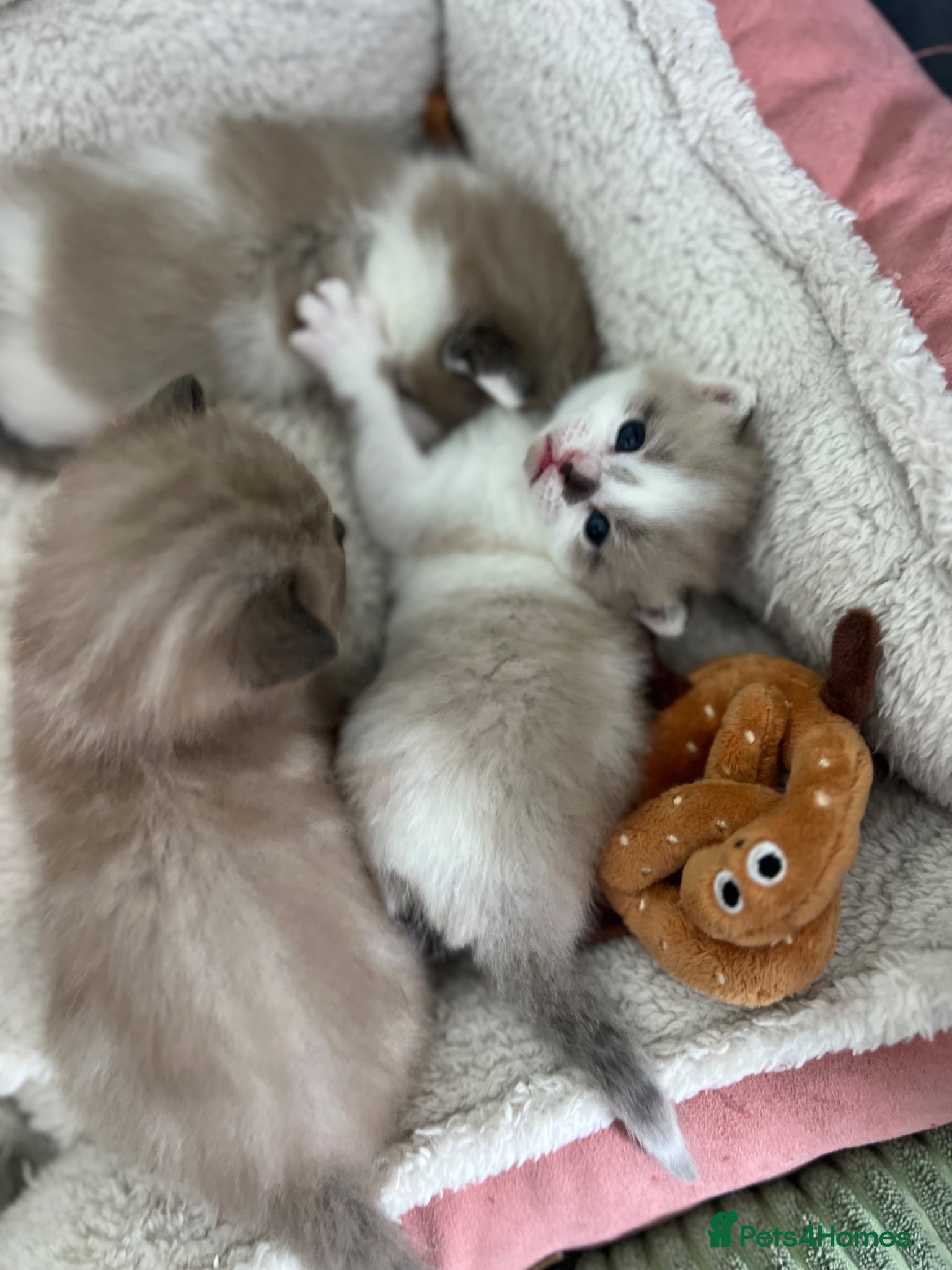 Ragdoll cats Ragdoll mix kittens  - Advert 12