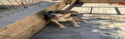 Mixed Breed dogs for adoption: Robin is ready for a home! in Brighton - Advert 2