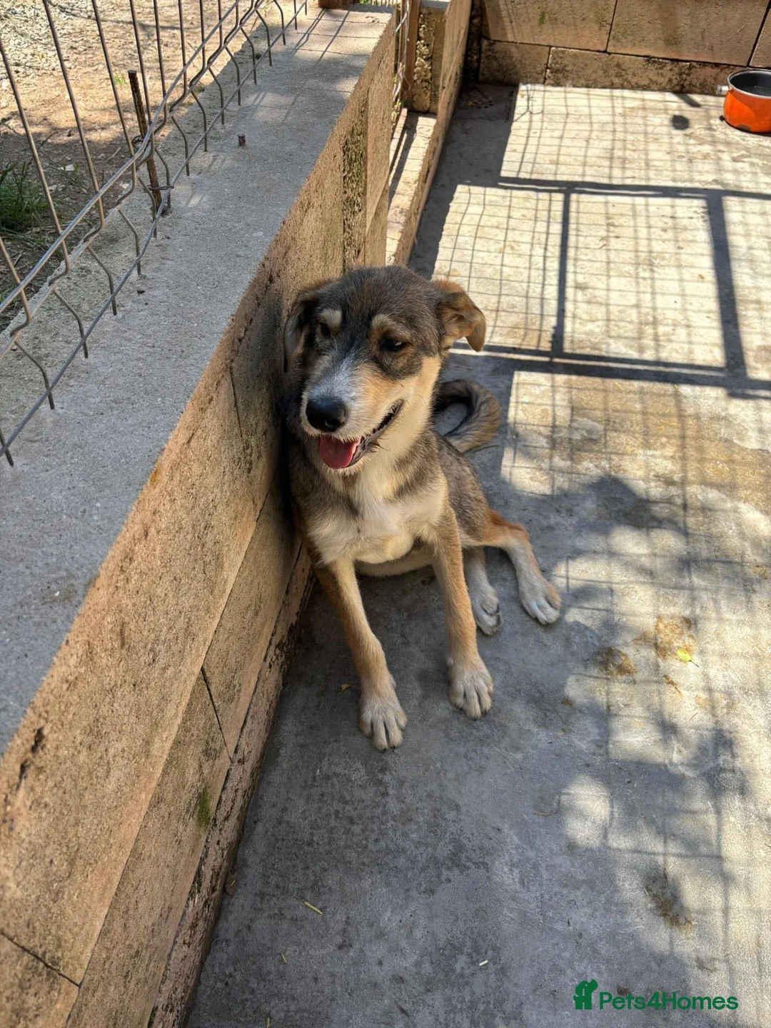 Mixed Breed dogs for adoption: Robin is ready for a home! in Brighton - Advert 2
