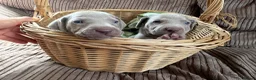 Weimaraner dogs for sale: Exceptional KC Registered Weimaraner Puppies in Abergavenny - Advert 7