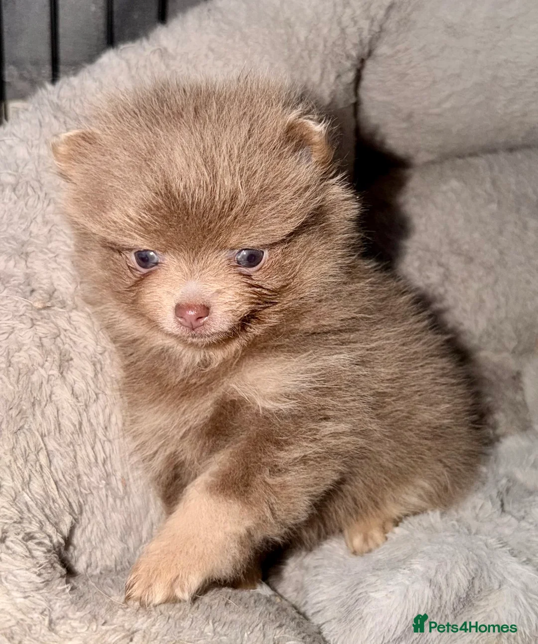 Pomeranian dogs for sale: Stunning fluffy Pomeranian pups lilac and tan  - Advert 7