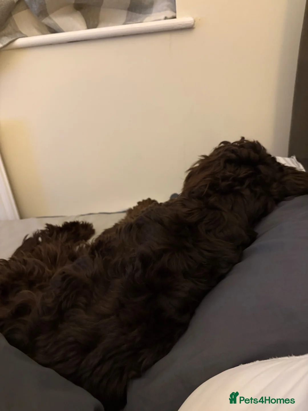 Cockapoo dogs for sale: 8 month male cockerpoo - Advert 2