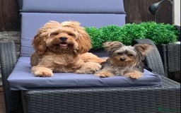 Cavapoo dogs for sale: Meet Tilly - Stunning Red F1 CavaPoo  in Rhyl - Image 2