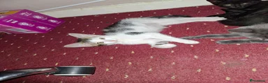 White tabby Female 