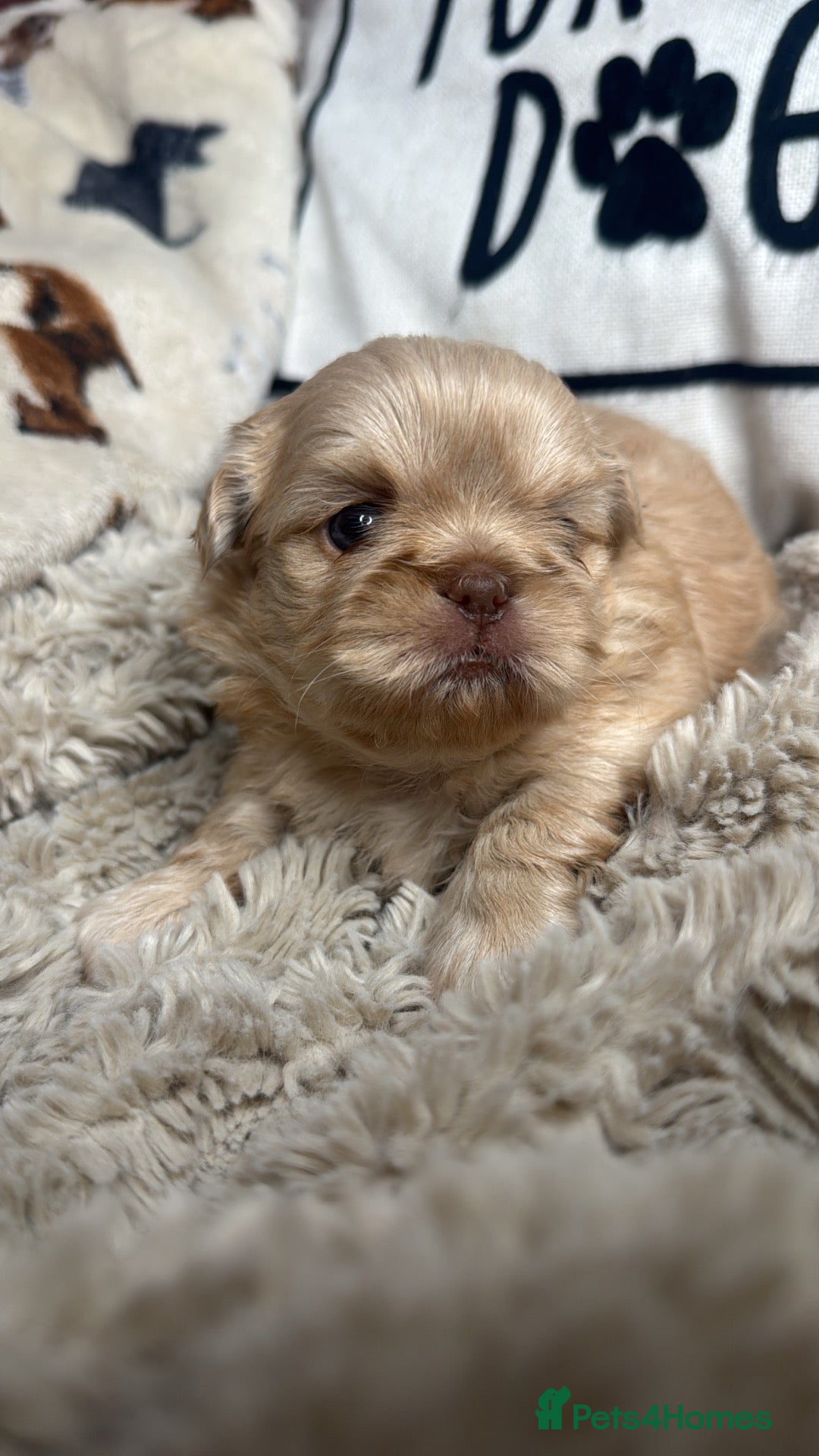 Shih Tzu dogs Mini Colourful Litter of Shihtzu  - Advert 8