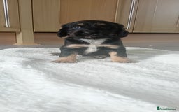 Cocker Spaniel dogs for sale: QUALITY COCKER SPANIAL PUPPIES VARIOUS COLOURS - Image 16