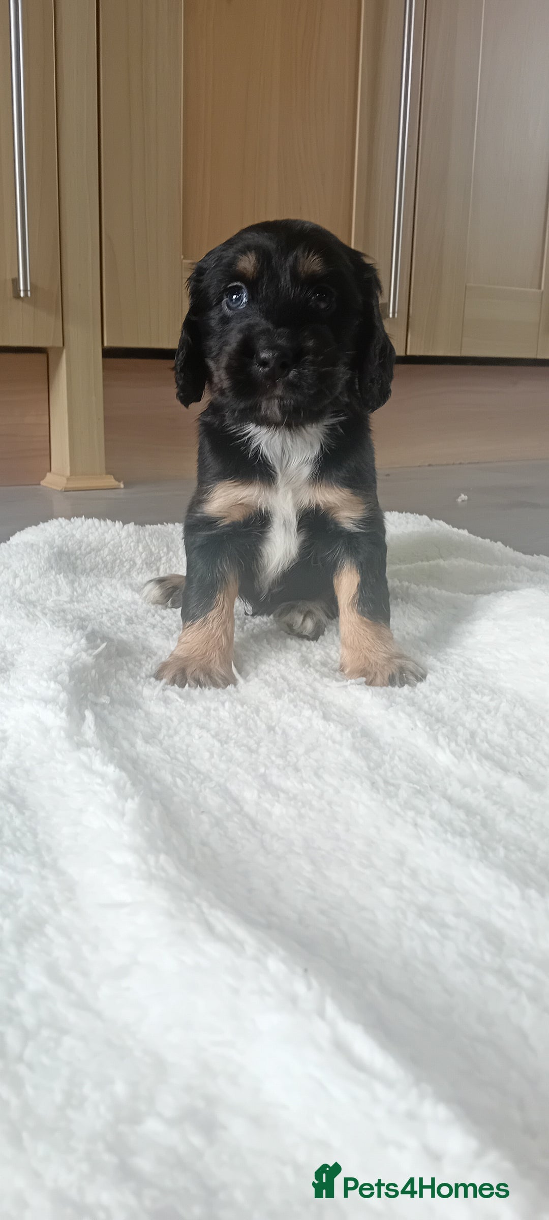 Cocker Spaniel dogs for sale: QUALITY COCKER SPANIAL PUPPIES VARIOUS COLOURS - Image 16