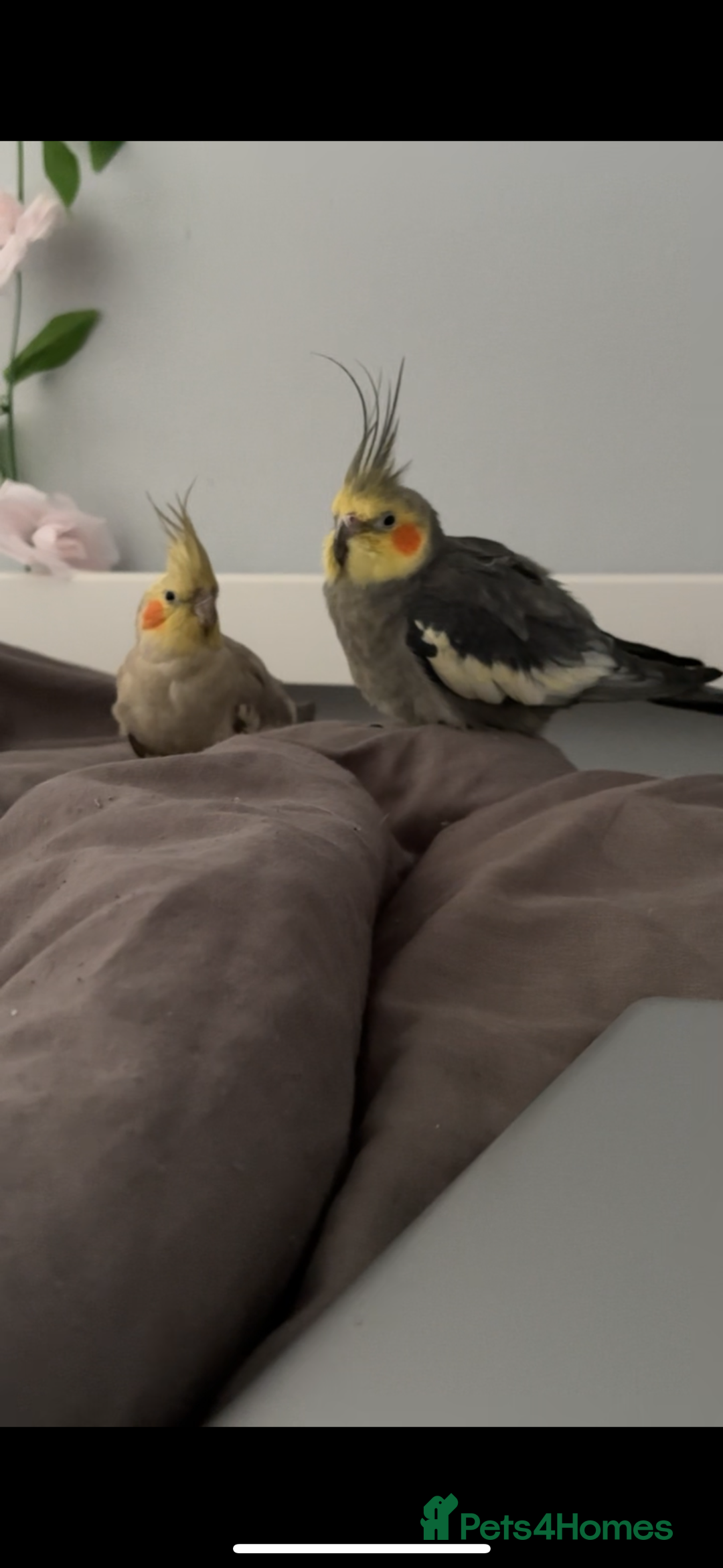 Cockatiels birds for sale: 4 beautiful cockatiels for sale  - Advert 4